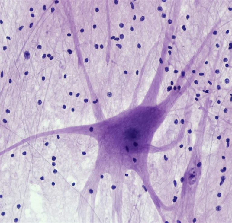 Cell structure Structure of a cell